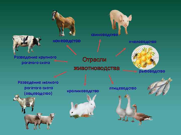Каких животных разводят в московской области